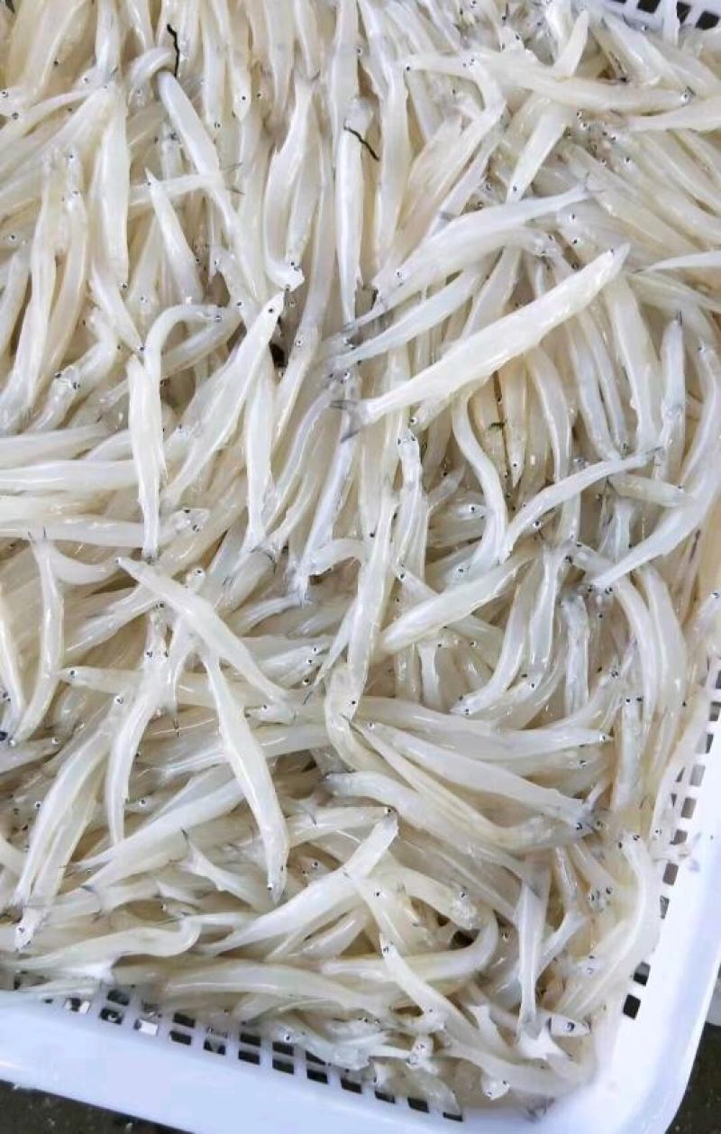 丹江口精品银鱼冻货一手货源品质保障量大从优