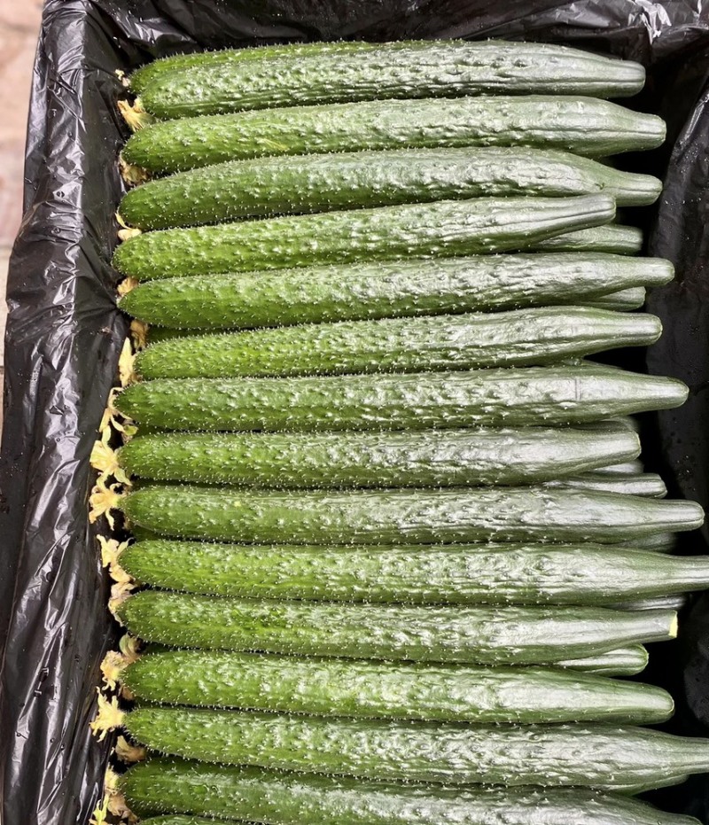 优质黄瓜鲜花带刺品种纯质量好对接全国电商批发商商超市场