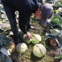 基地直供有意，量大从优