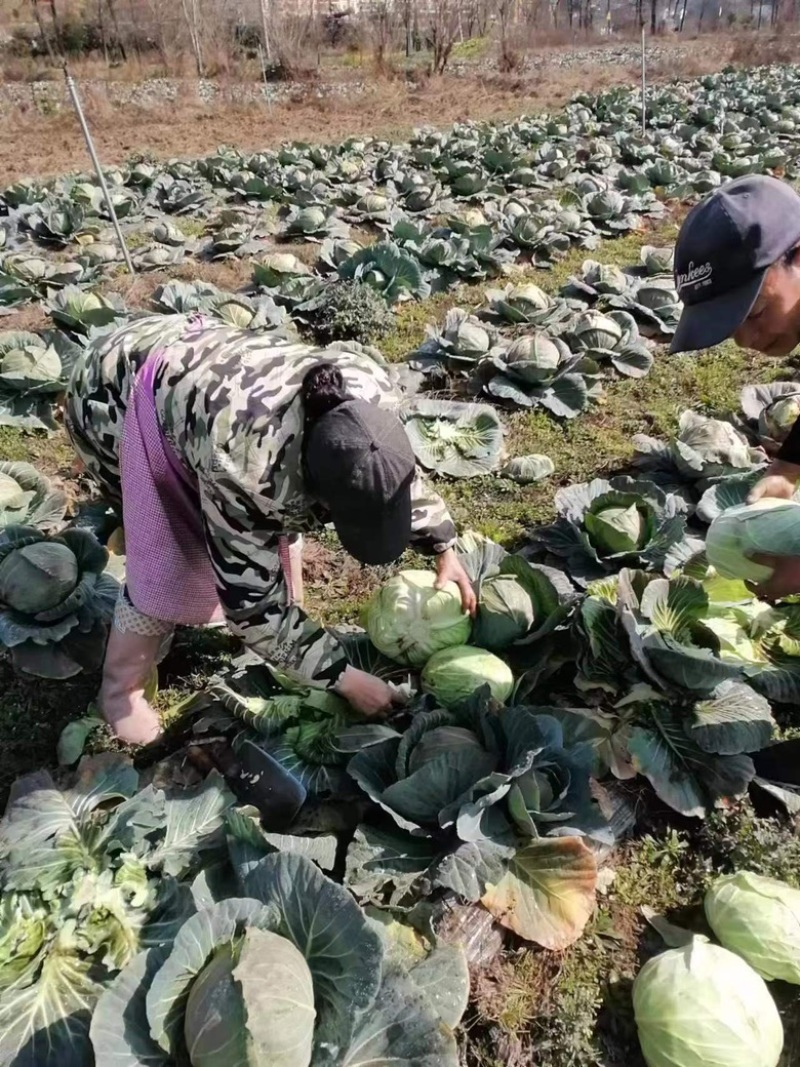 基地直供有意联系，量大从优