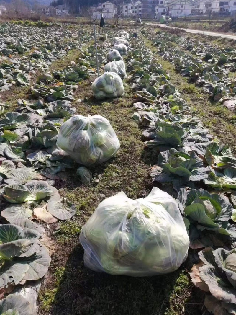 基地直供有意联系，量大从优