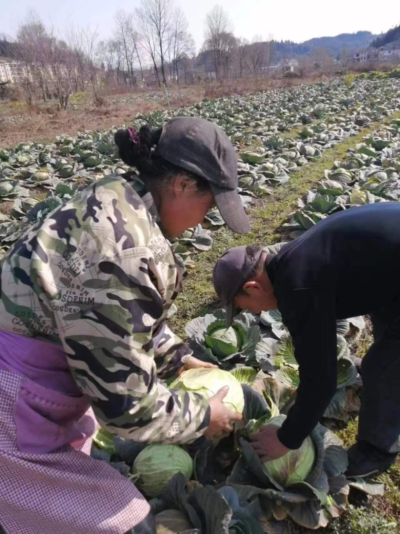 基地直供有意联系，量大从优