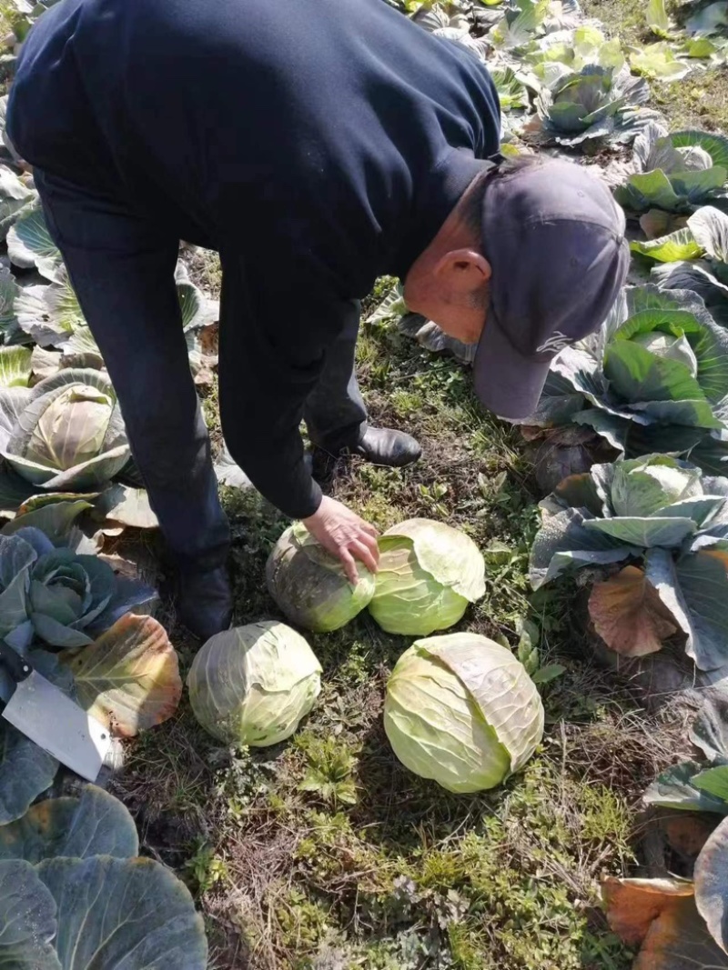 基地直供有意联系，量大从优