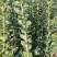 黄杨，北海道黄杨，规格可选，量大从优，欢迎来电咨询
