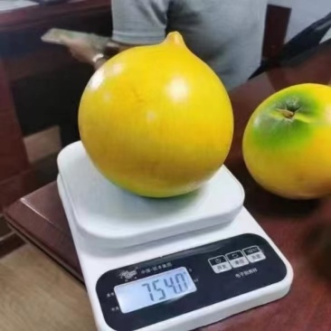 冬蜜黄晶果苗