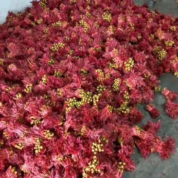 香椿芽红油香椿芽春天红春新鲜上市