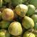 椰子海南精品椰子产地供应支持批发电商各大平台