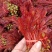 香椿芽红油香椿芽春天红春新鲜上市