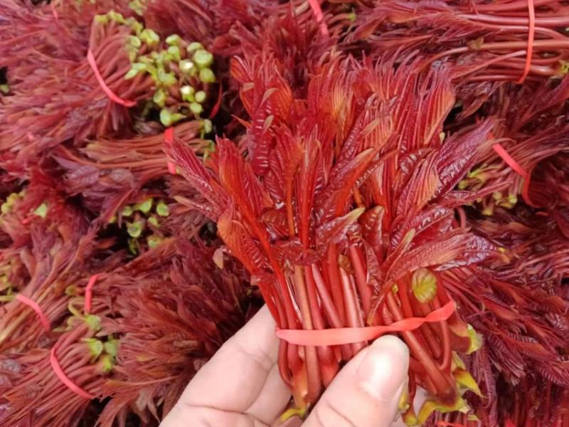 香椿芽红油香椿芽春天红春新鲜上市