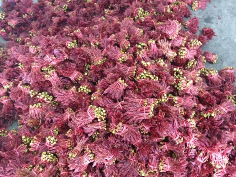 香椿芽红油香椿芽春天红春新鲜上市