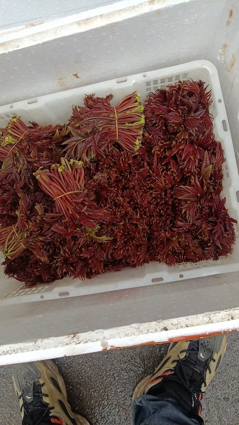 香椿芽红油香椿芽春天红春新鲜上市