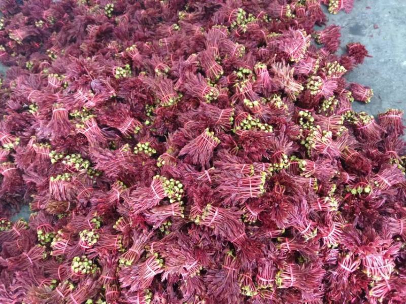 香椿芽红油香椿芽春天红春新鲜上市