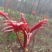 香椿芽红油香椿芽春天红春新鲜上市