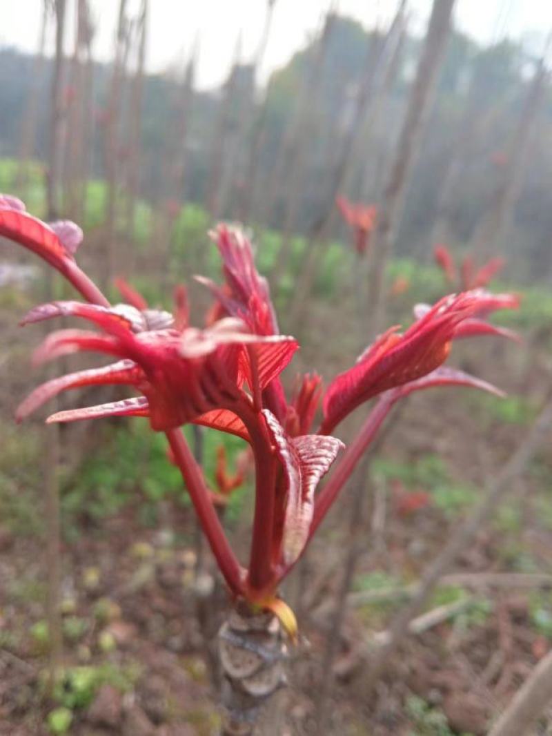 香椿芽红油香椿芽春天红春新鲜上市