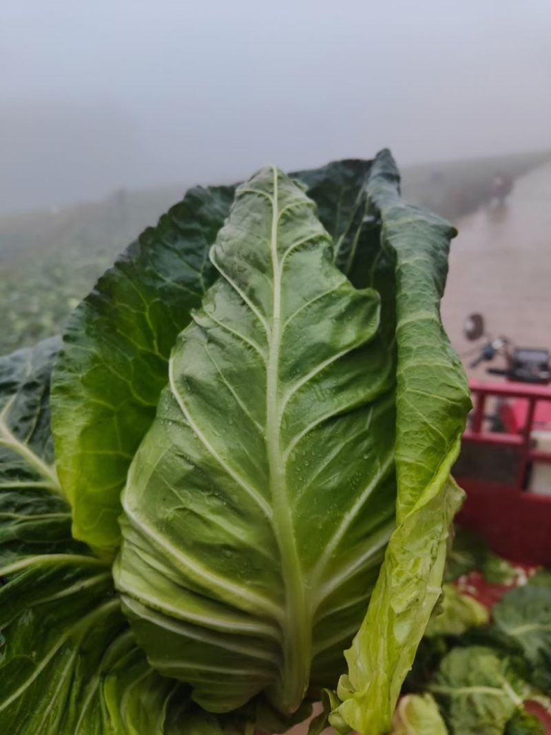 精品牛心白货源充足，大量有货，产地直发，支持视频看货