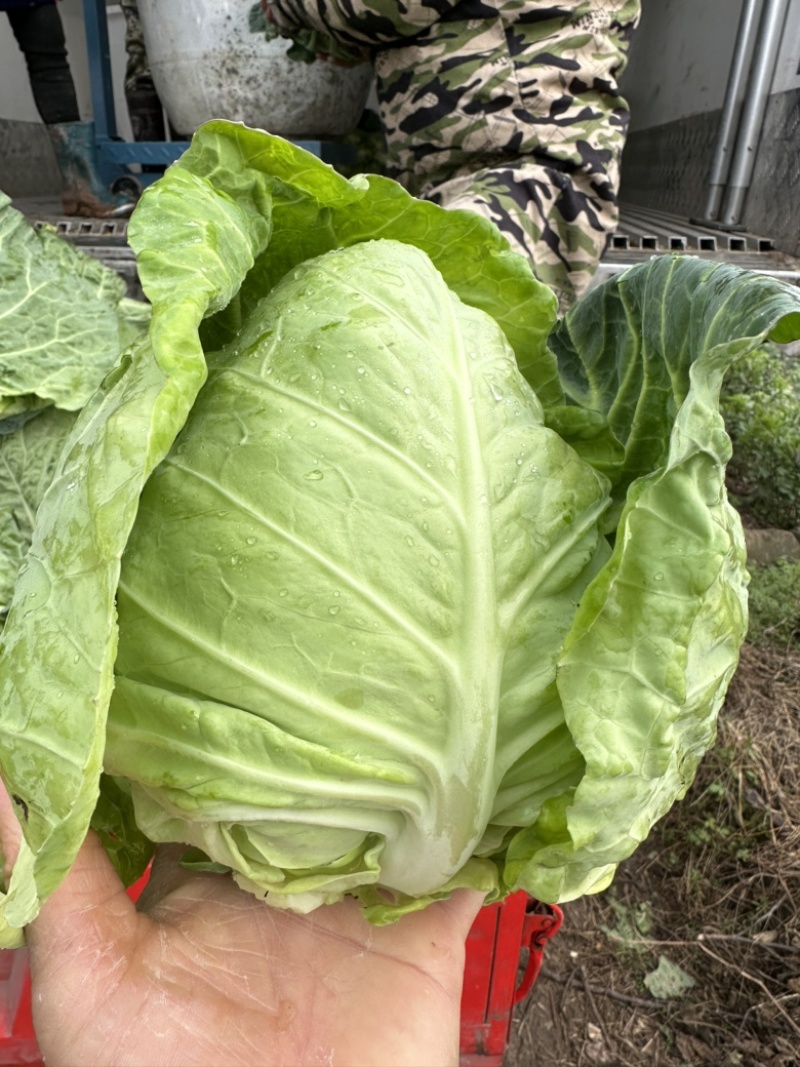 精品牛心白货源充足，大量有货，产地直发，支持视频看货