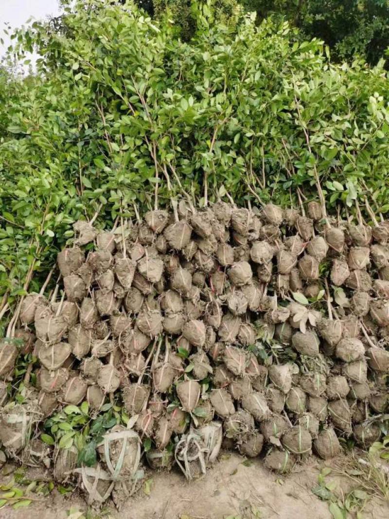 蚊母树苗