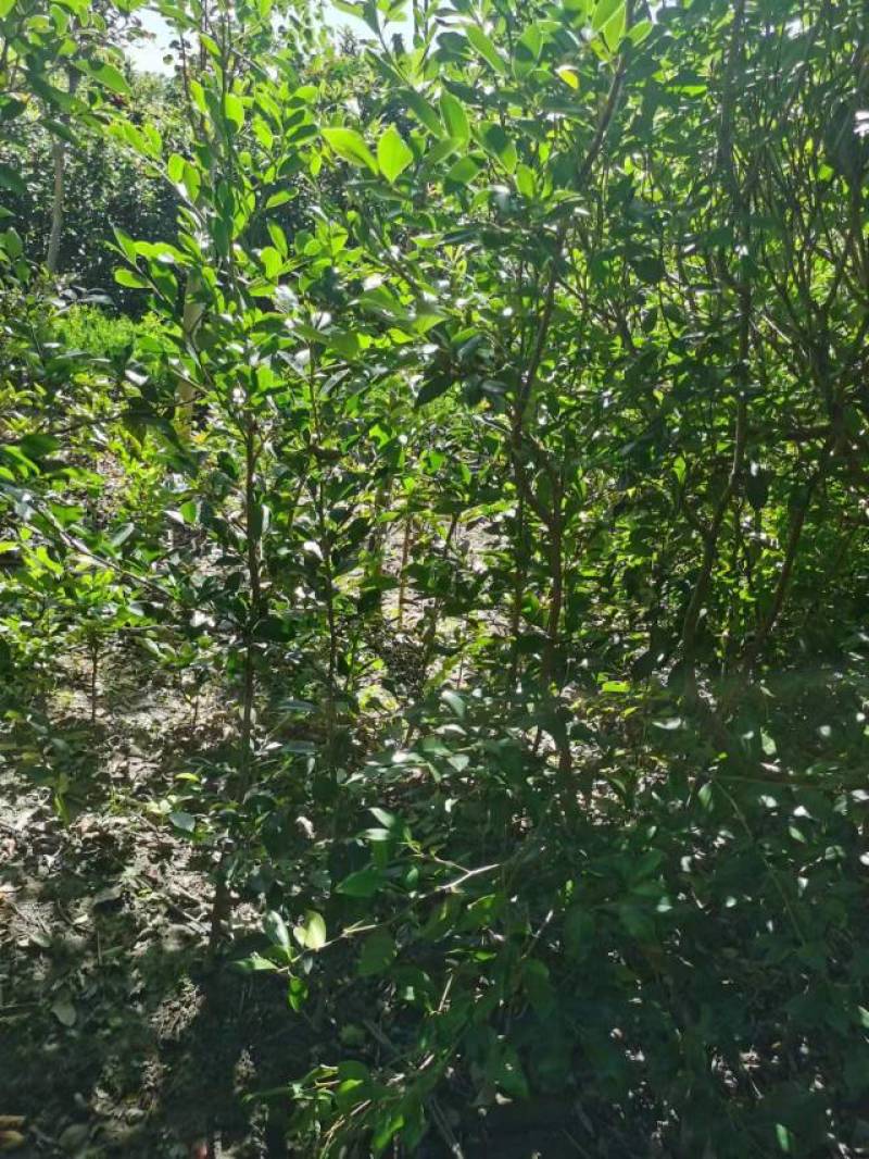 蚊母树苗