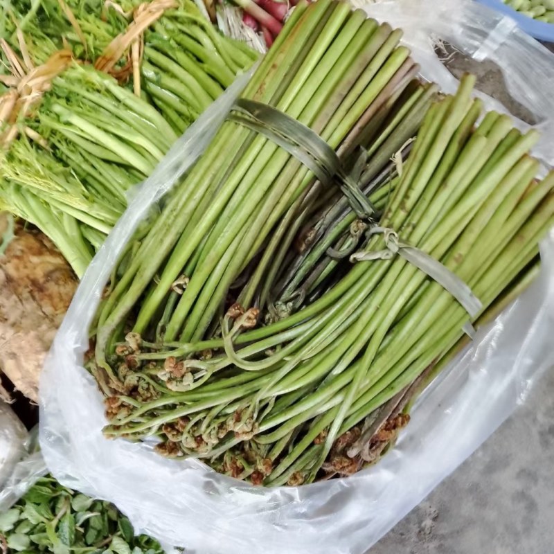 贵州野生蕨菜