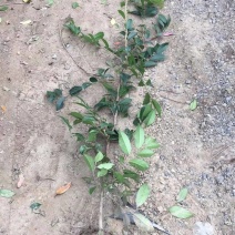 蚊母树苗