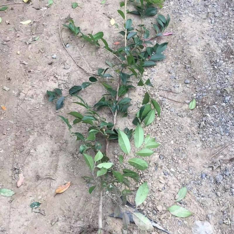 蚊母树苗