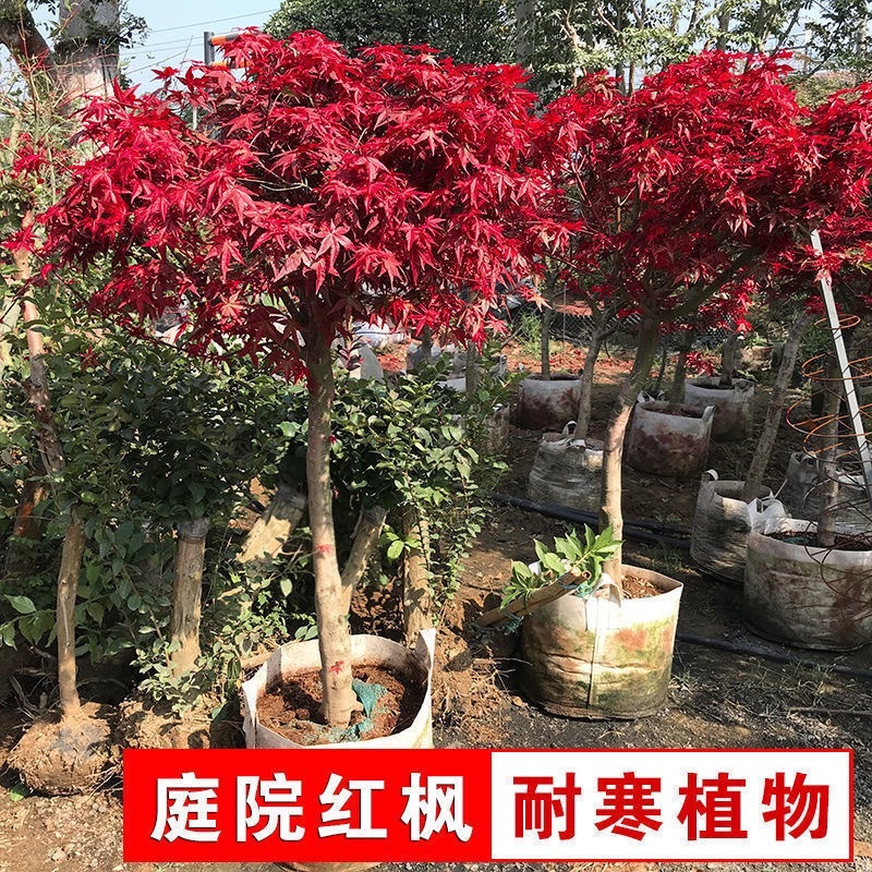 红枫基地直供批发量大价优品质保证欢迎咨询下单
