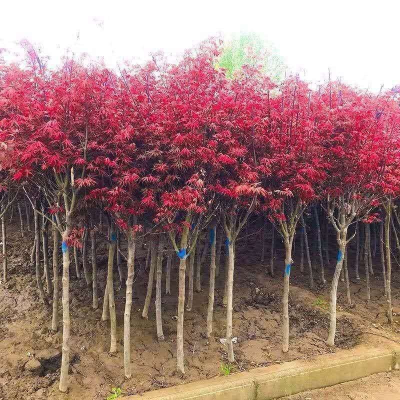 俄罗斯三季红枫，5/10公分基地直供量大从优