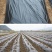 农用加厚抗老化黑地膜塑料薄膜除草保温保湿防草大棚果树种地