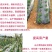 农用加厚抗老化黑地膜塑料薄膜除草保温保湿防草大棚果树种地