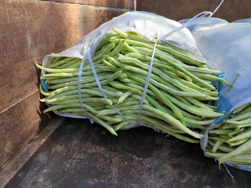 豆角和茄子切段后摆盘展示