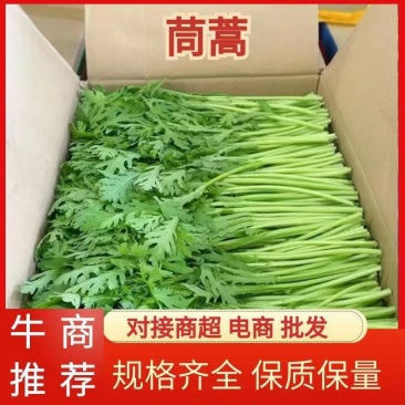 优质茼蒿大量上市，货真价实，欢迎产地看货验货，品质保证