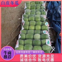 白皮冬瓜，小冬瓜【一串铃冬瓜】大量上市，欢迎来电订购