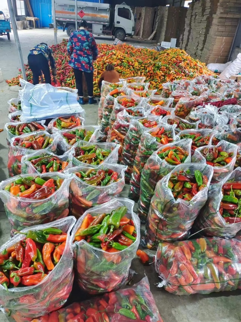 芜湖椒，彩椒花皮椒10-15厘米，条形硬度好欢迎进店选购