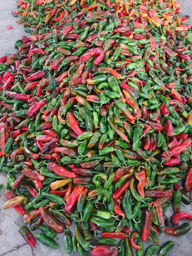芜湖椒，彩椒花皮椒10-15厘米，条形硬度好欢迎进店选购