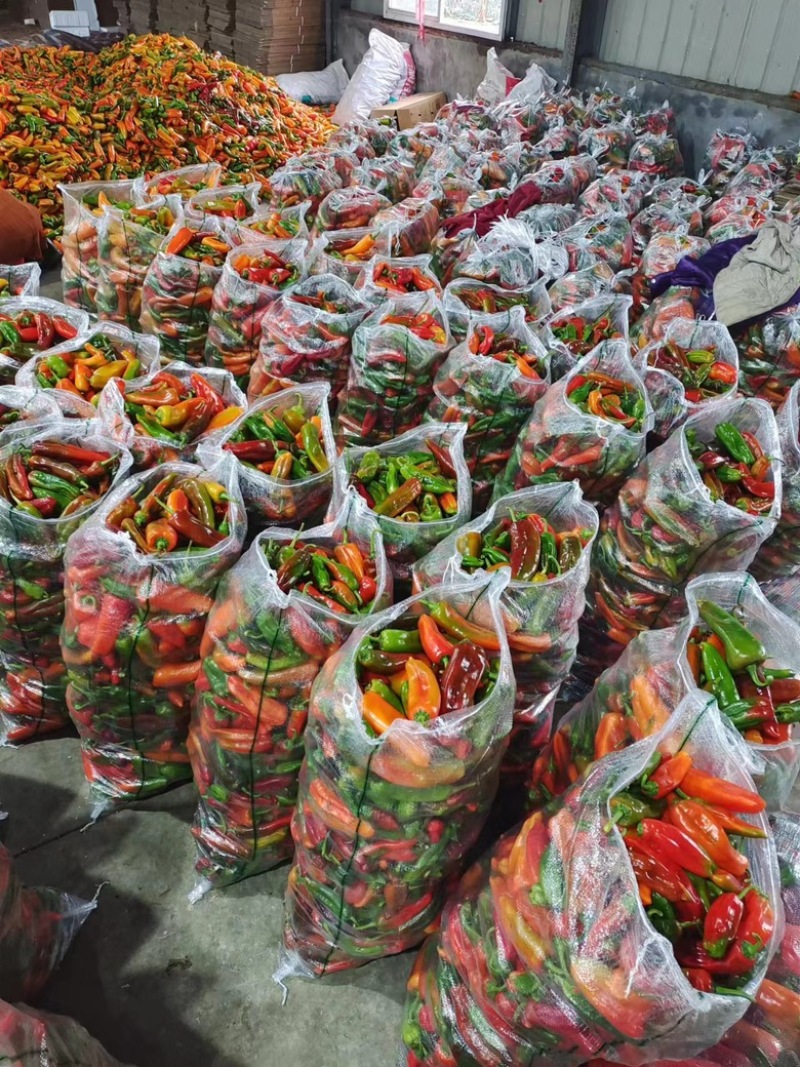 芜湖椒，彩椒花皮椒10-15厘米，条形硬度好欢迎进店选购
