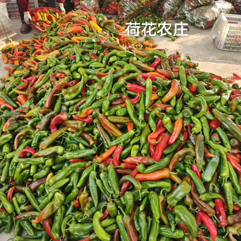 芜湖椒，彩椒花皮椒10-15厘米，条形硬度好欢迎进店选购