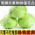 旺旺甘蓝圆包菜产地直供24小时在线服务欢迎订购