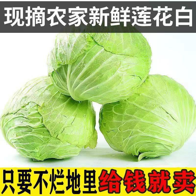 旺旺甘蓝圆包菜产地直供24小时在线服务欢迎订购
