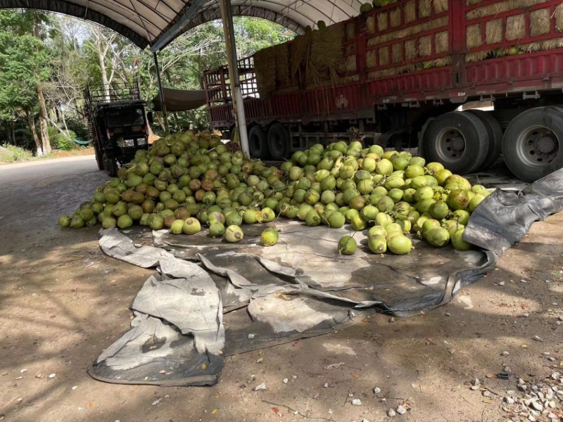 海南青椰产地发货可视频看货大量供应欢迎咨询下单