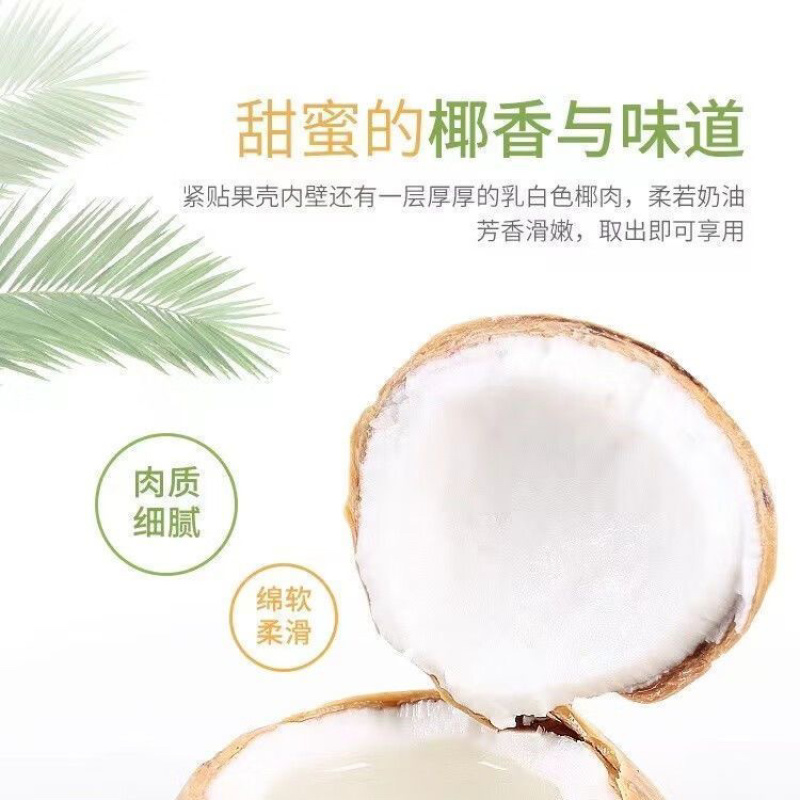海南奶椰产地直供新鲜采摘鲜摘现发欢迎咨询下单