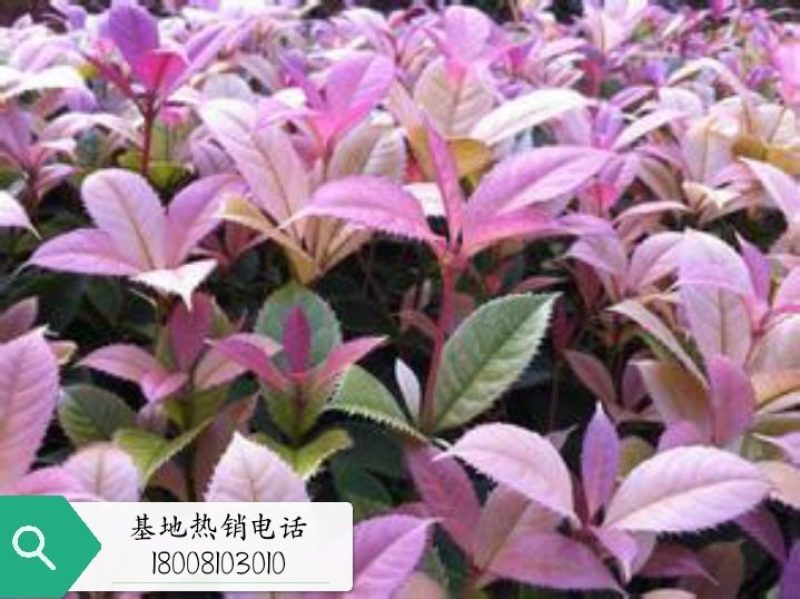 五彩桂花