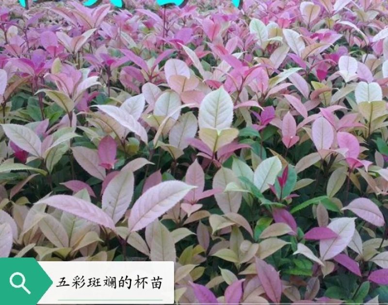 五彩桂花