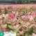 五彩桂花