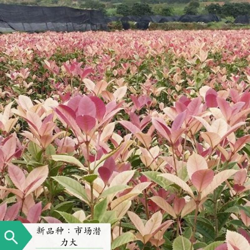 五彩桂花