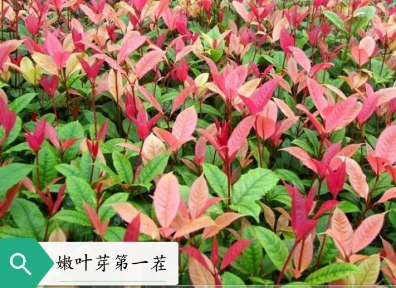 五彩桂花