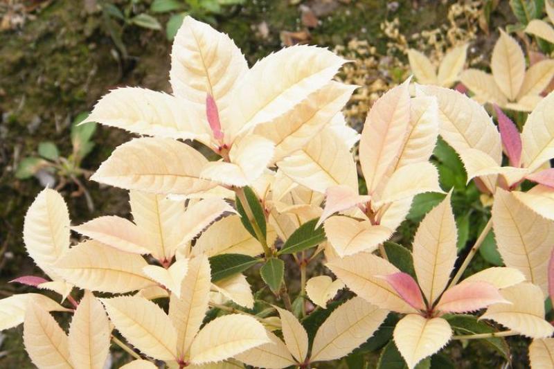 五彩桂花