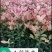 五彩桂花