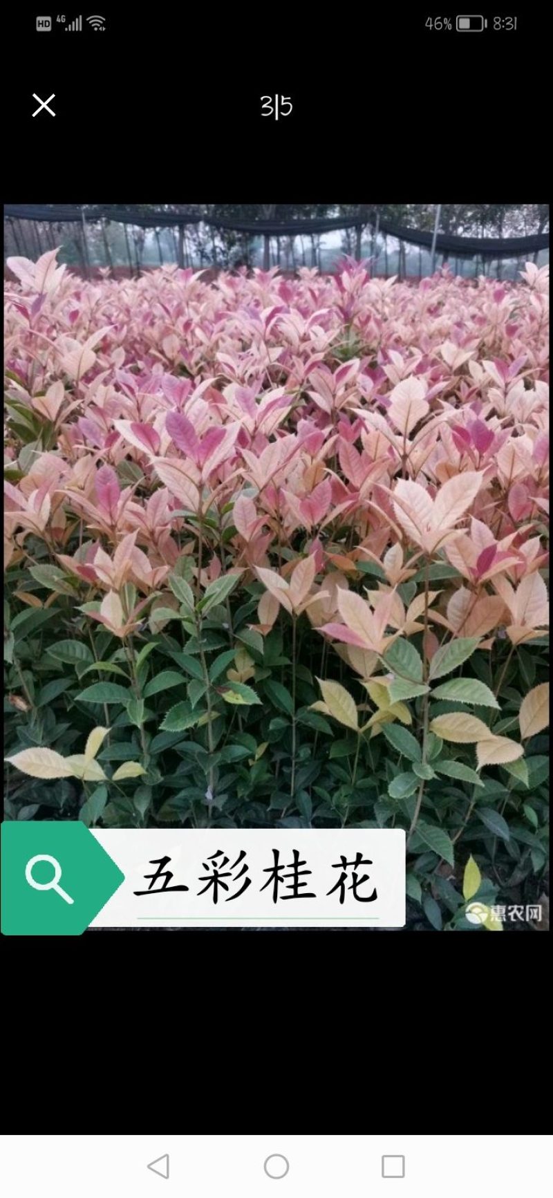 五彩桂花