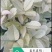 五彩桂花
