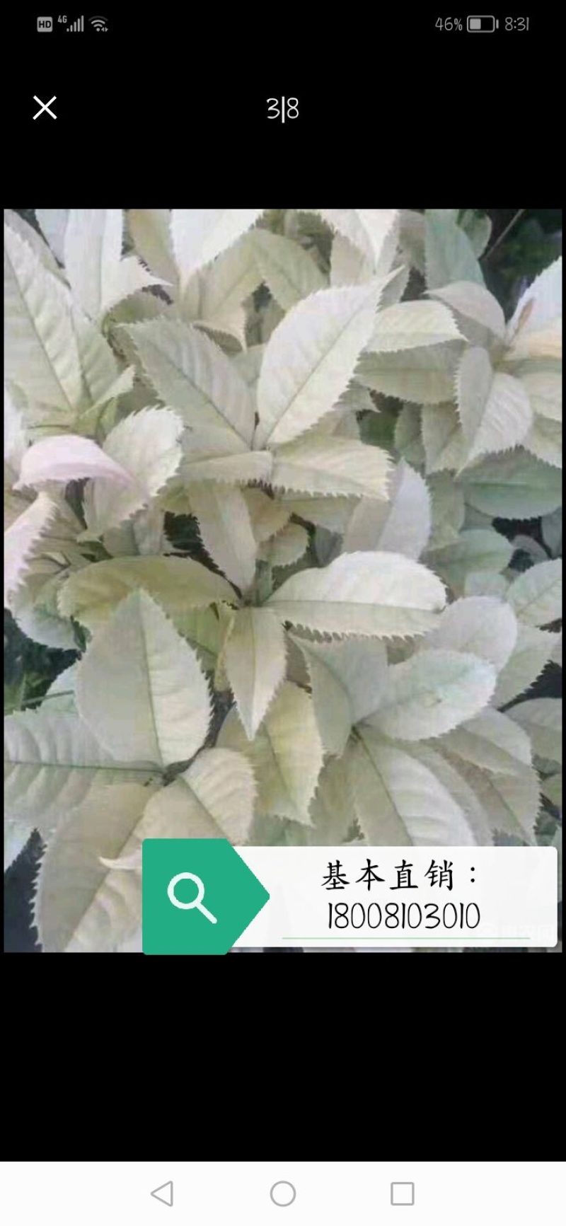 五彩桂花